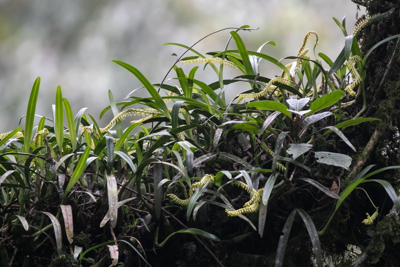 Bulbophyllum burttii photo 2