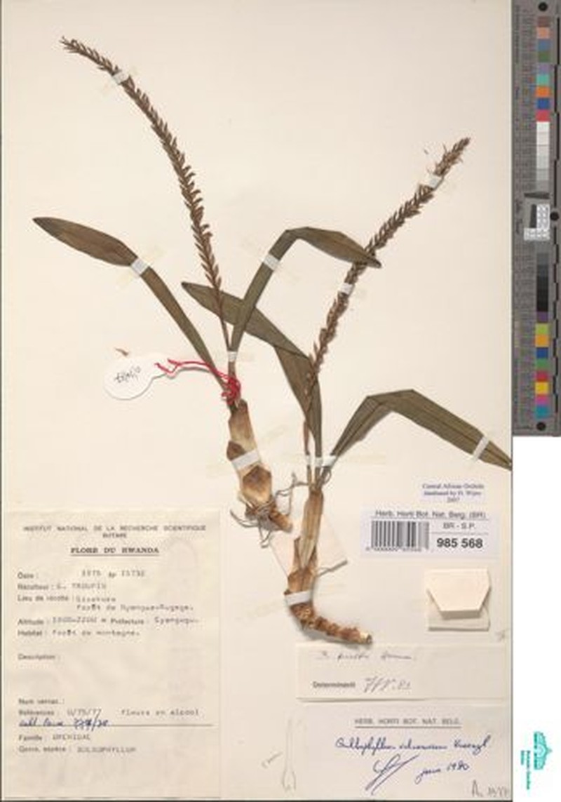 Bulbophyllum burttii photo 3