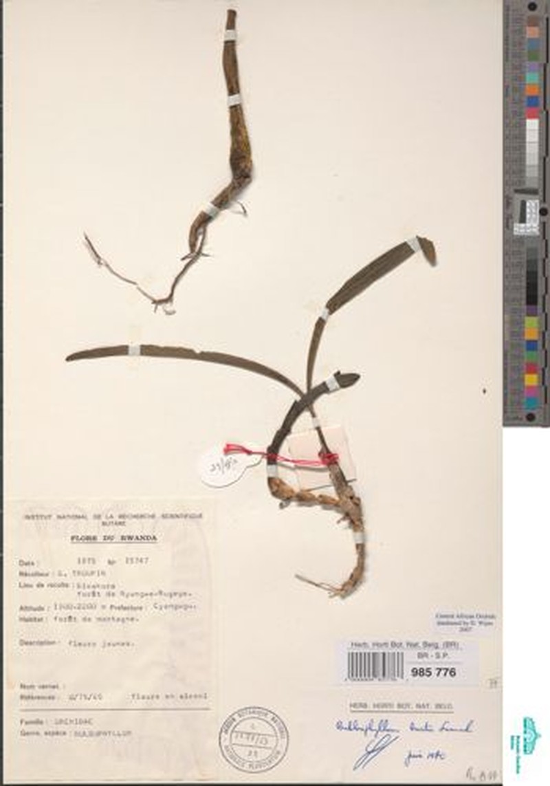 Bulbophyllum burttii photo 4