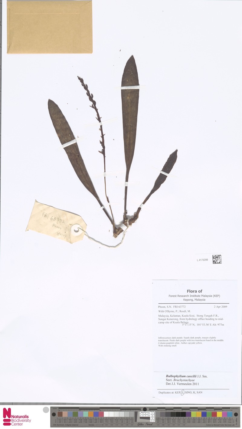 Bulbophyllum caecilii