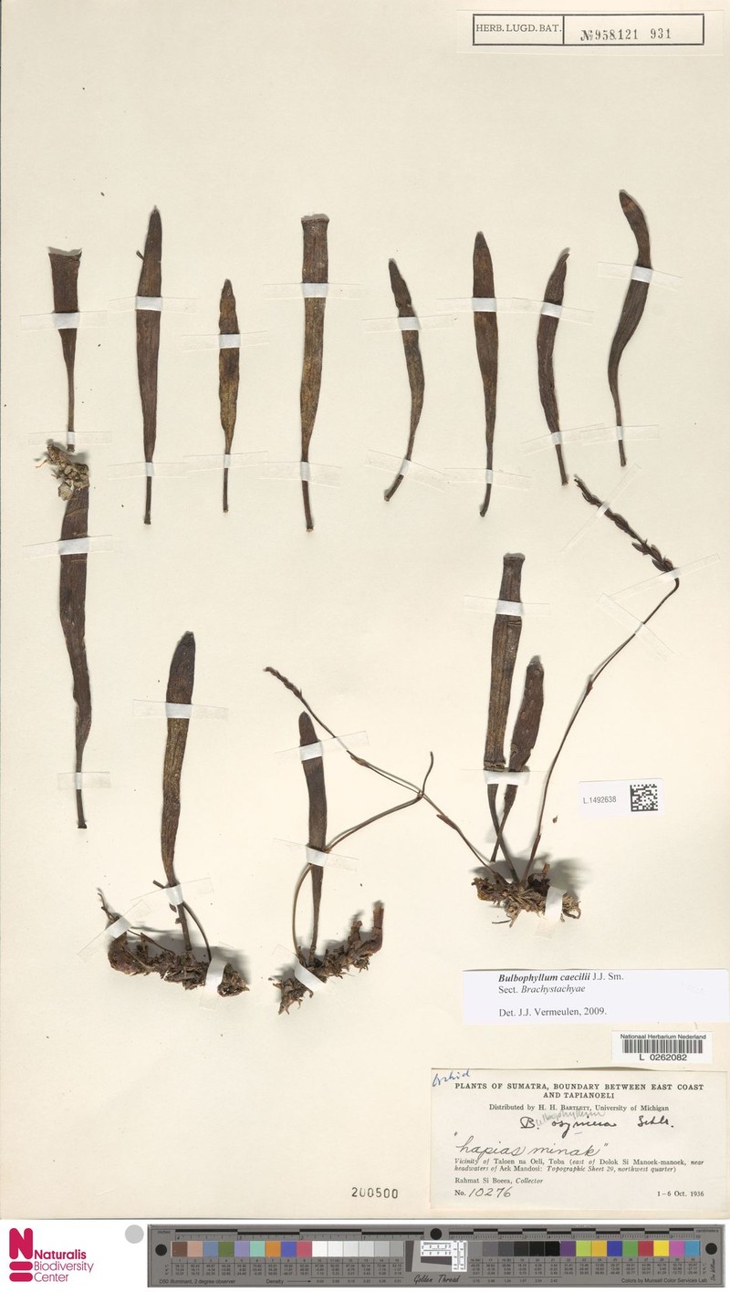 Bulbophyllum caecilii photo 2