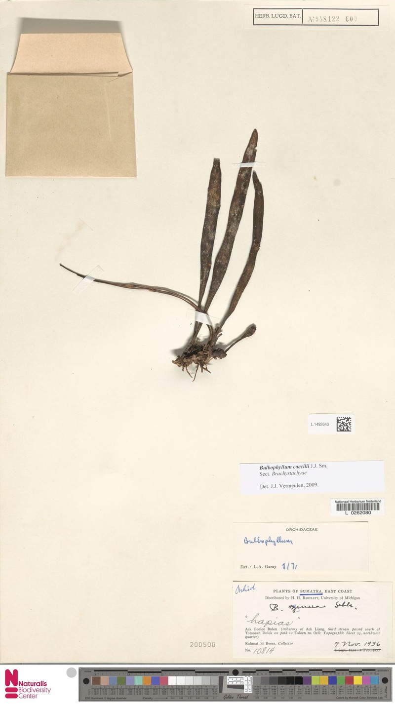 Bulbophyllum caecilii photo 3