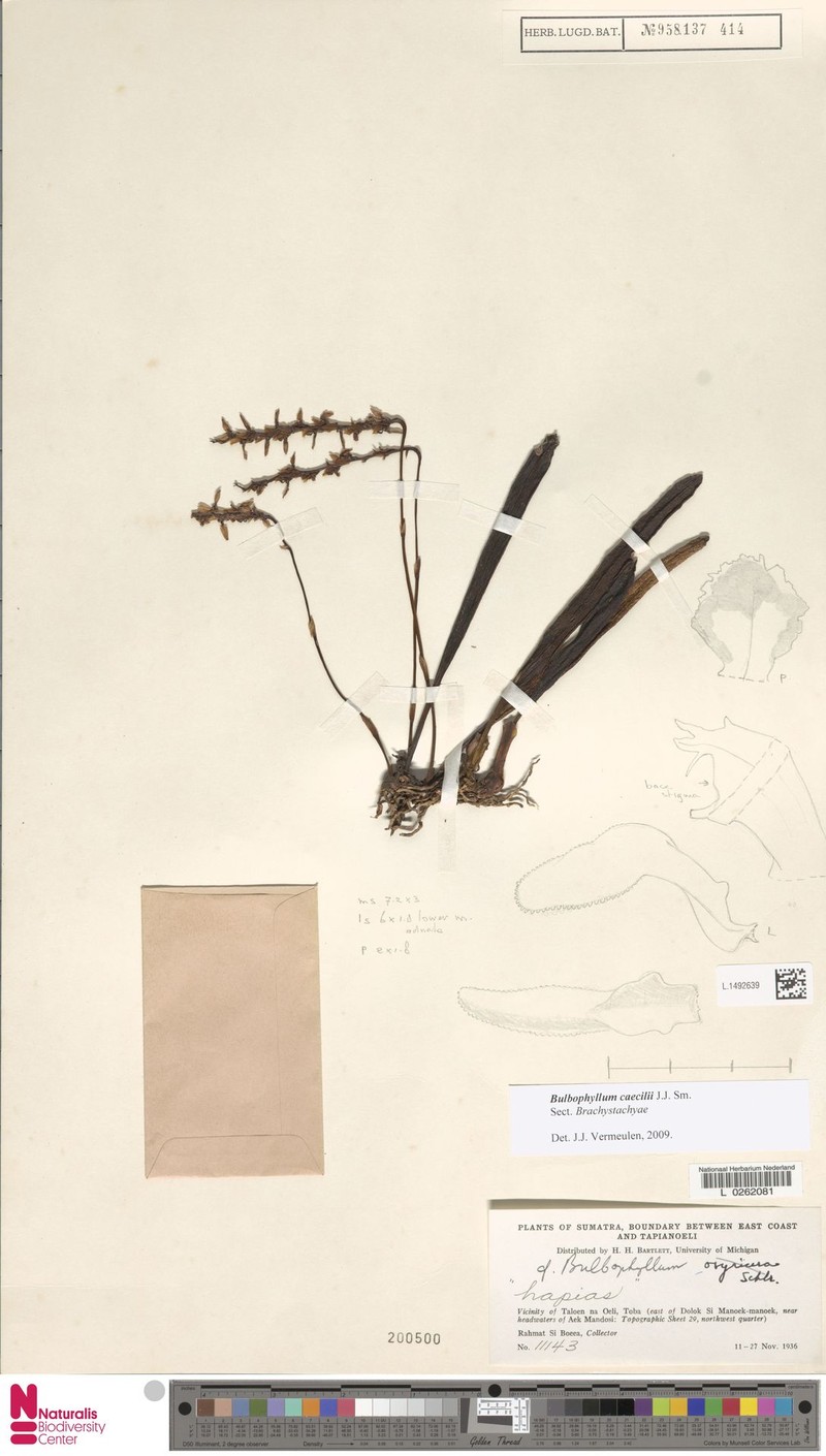 Bulbophyllum caecilii photo 4