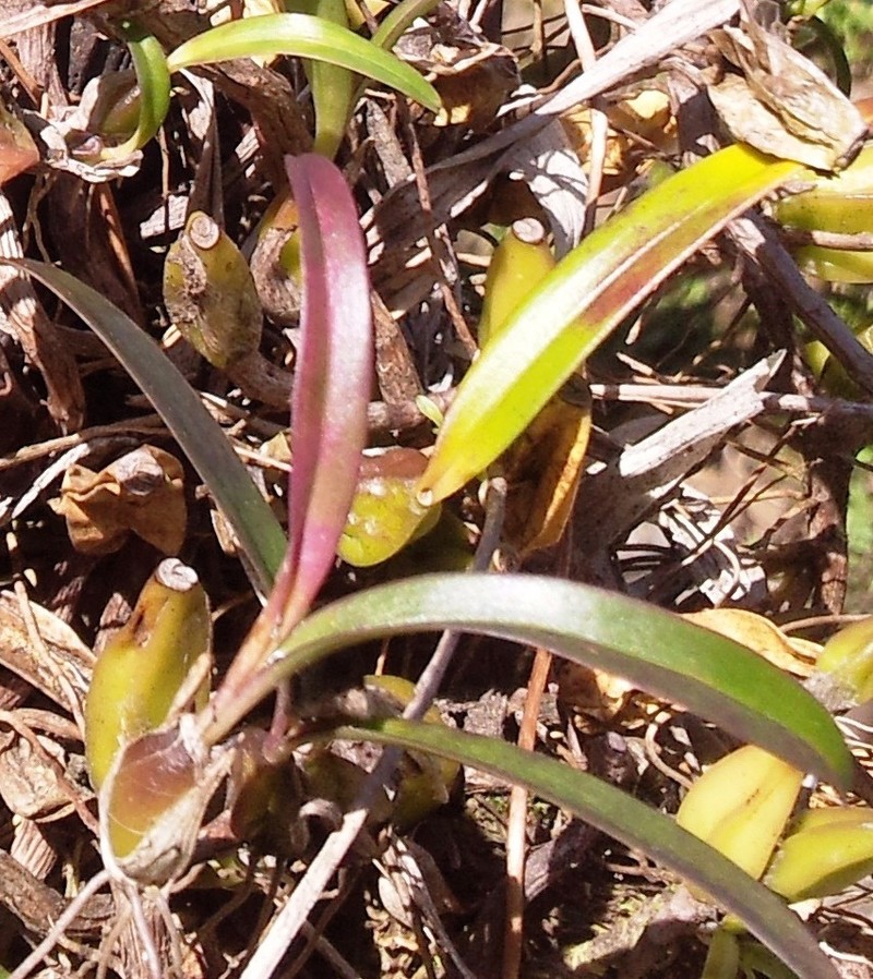Bulbophyllum caespitosum