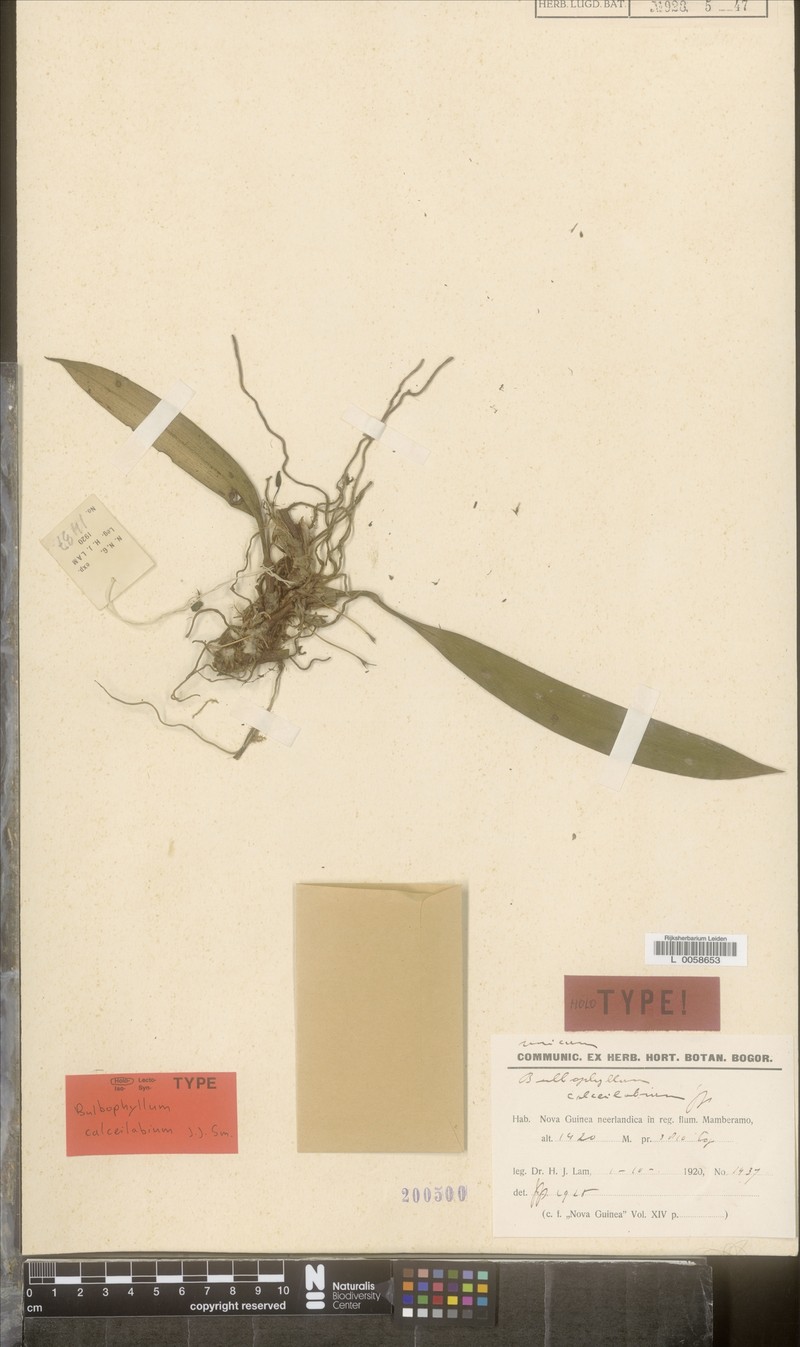 Bulbophyllum calceilabium