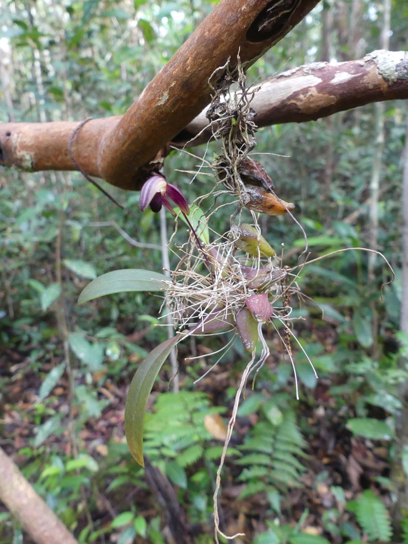 Bulbophyllum calceolus