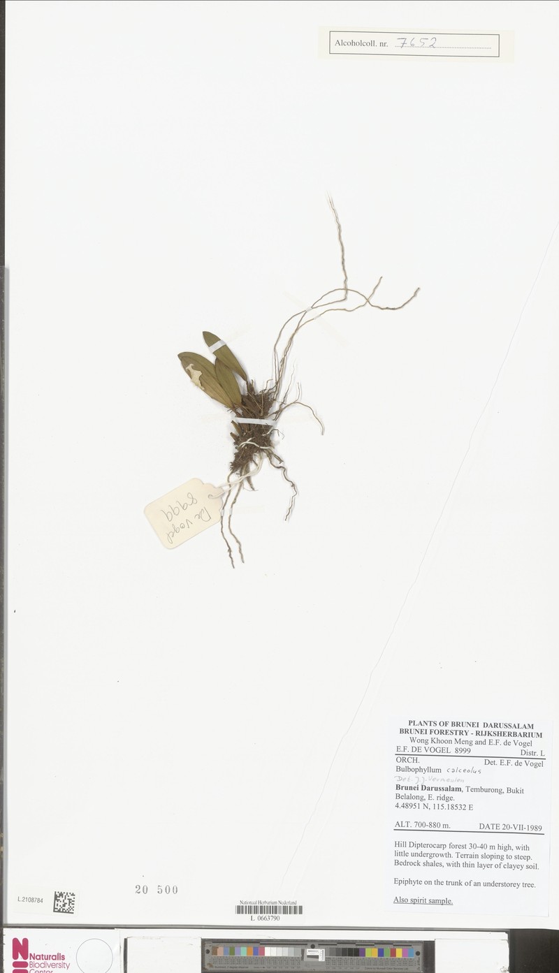 Bulbophyllum calceolus photo 3