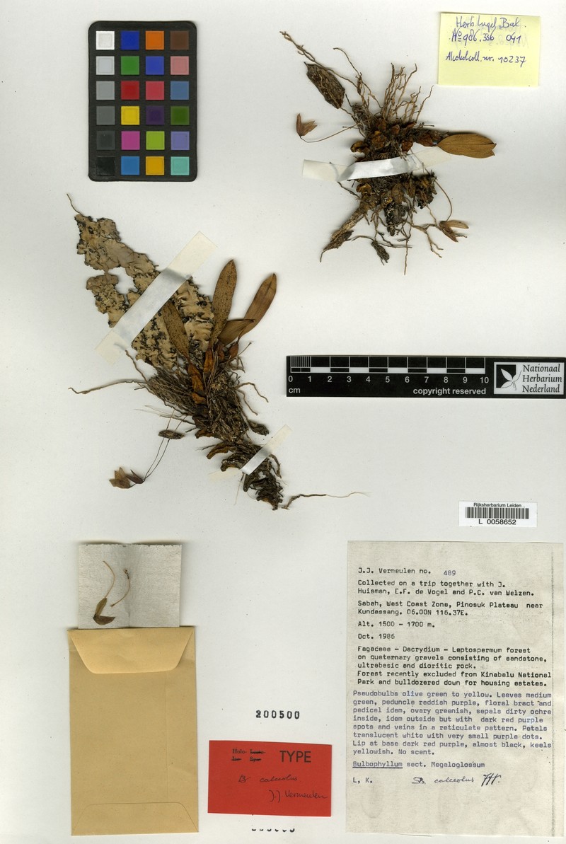 Bulbophyllum calceolus photo 4