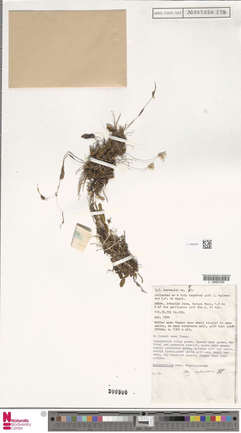 Bulbophyllum calceolus photo 5