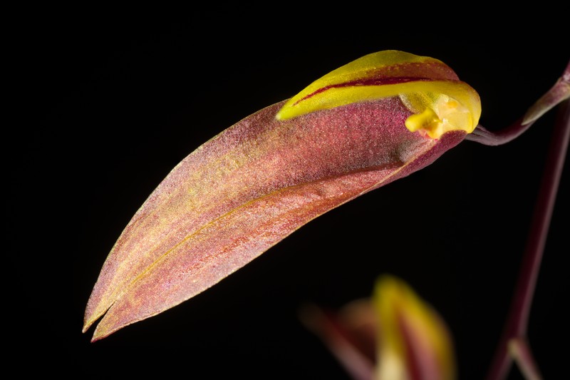 Bulbophyllum callichroma