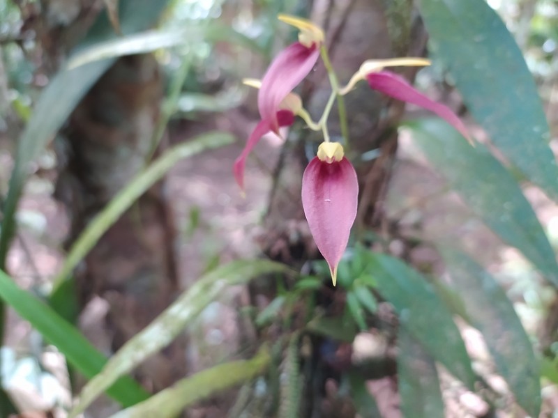 Bulbophyllum callichroma photo 2