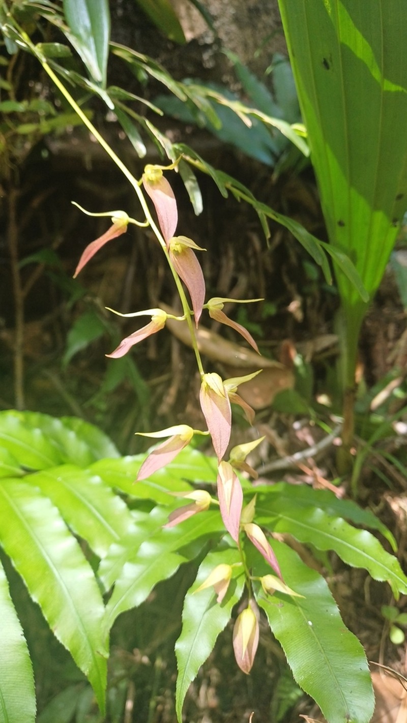 Bulbophyllum callichroma photo 3