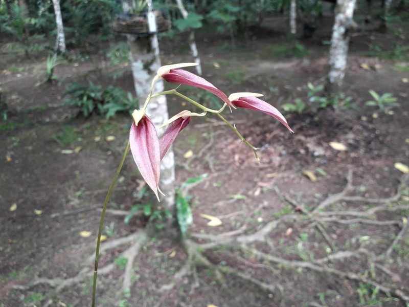 Bulbophyllum callichroma photo 4