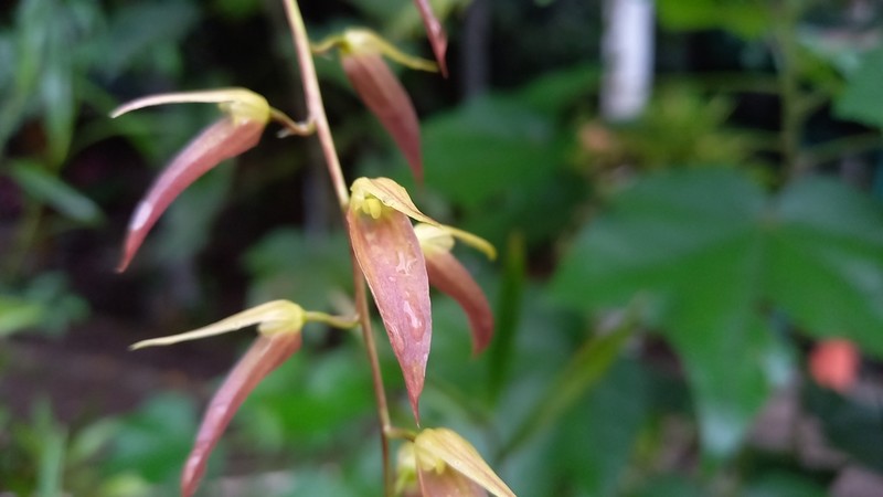 Bulbophyllum callichroma photo 5