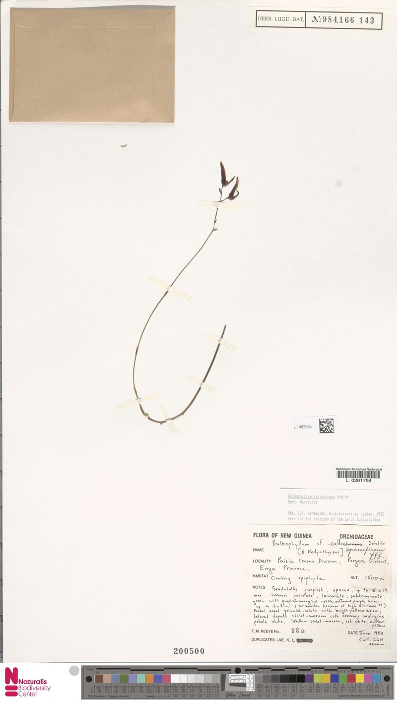 Bulbophyllum callichroma photo 6