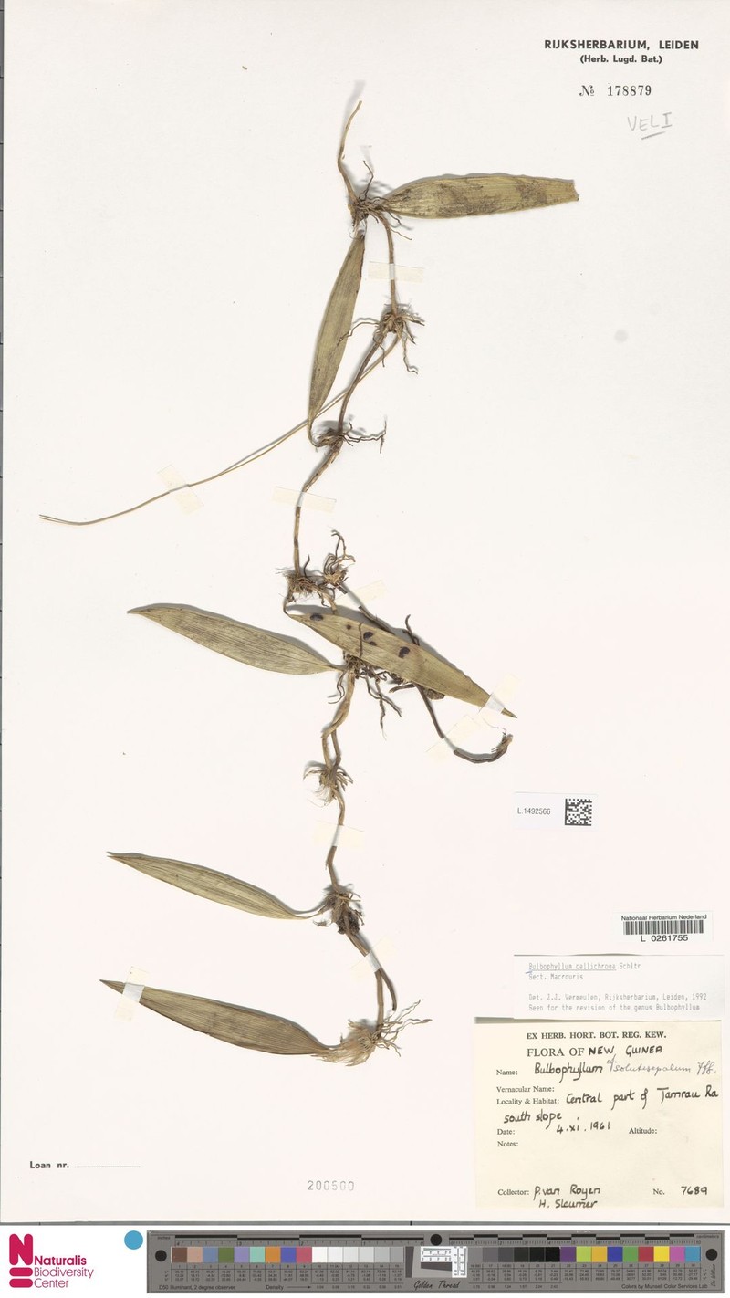 Bulbophyllum callichroma photo 7