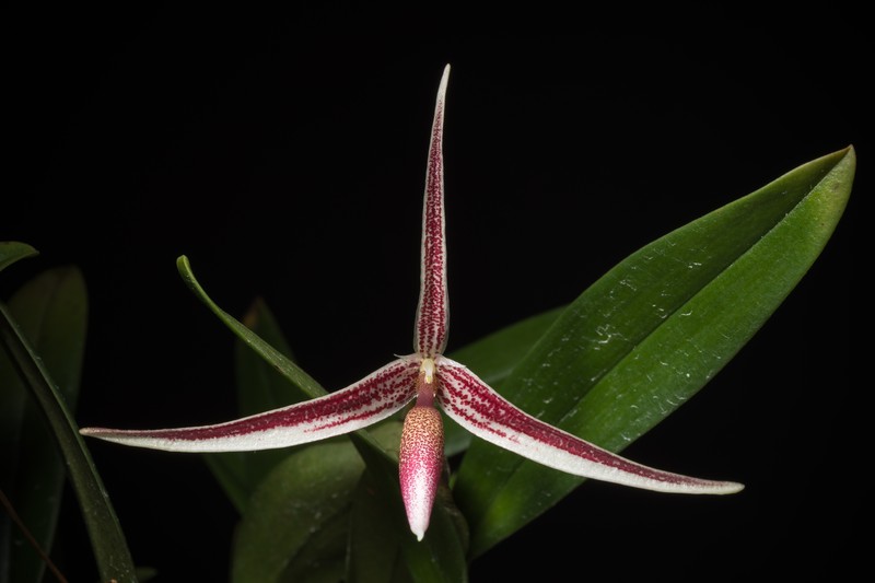 Bulbophyllum callipes