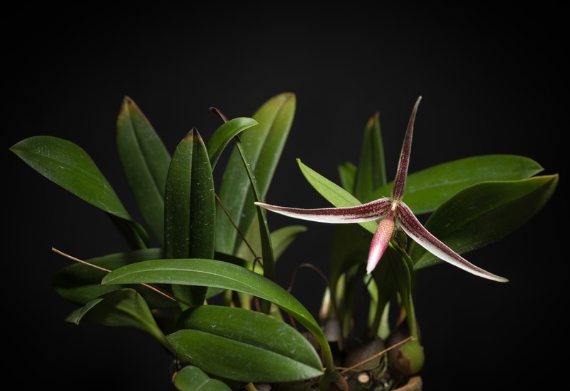 Bulbophyllum callipes photo 2