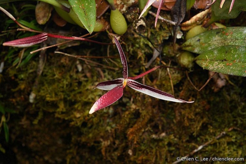 Bulbophyllum callipes photo 3