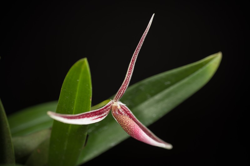 Bulbophyllum callipes photo 4