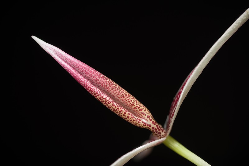 Bulbophyllum callipes photo 5