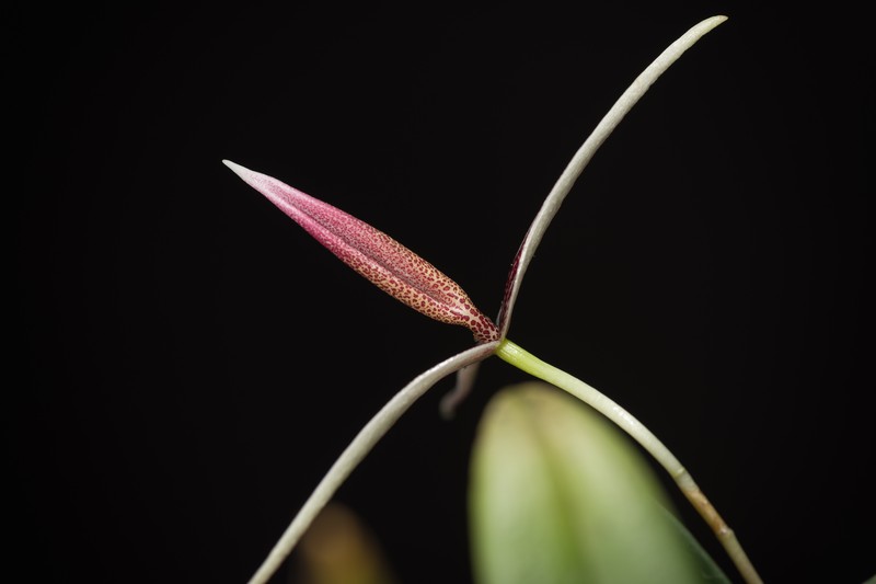 Bulbophyllum callipes photo 6