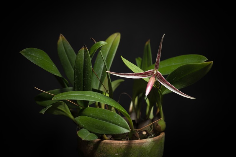 Bulbophyllum callipes photo 7