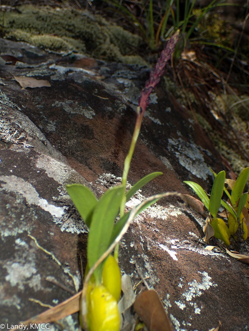 Bulbophyllum callosum