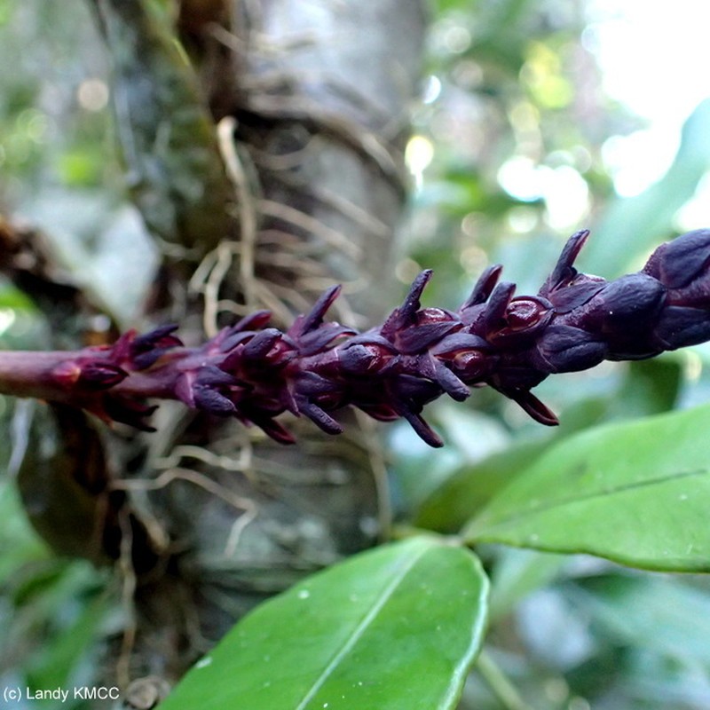 Bulbophyllum callosum photo 2