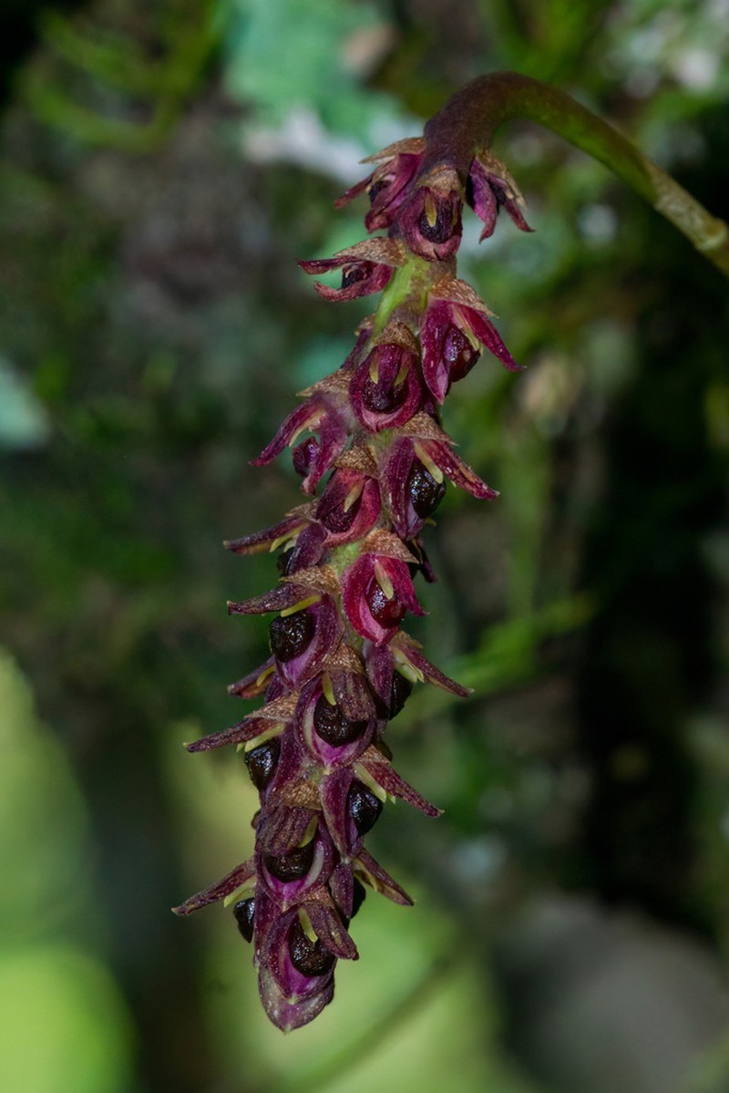 Bulbophyllum callosum photo 3