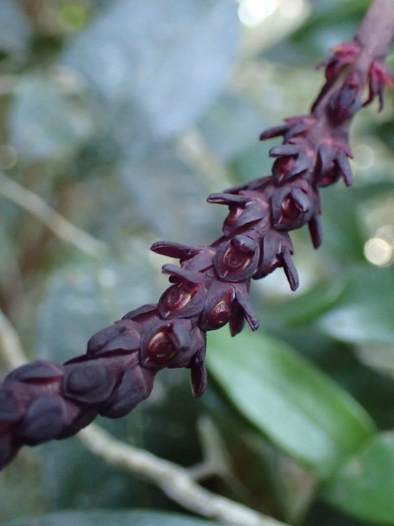 Bulbophyllum callosum photo 4