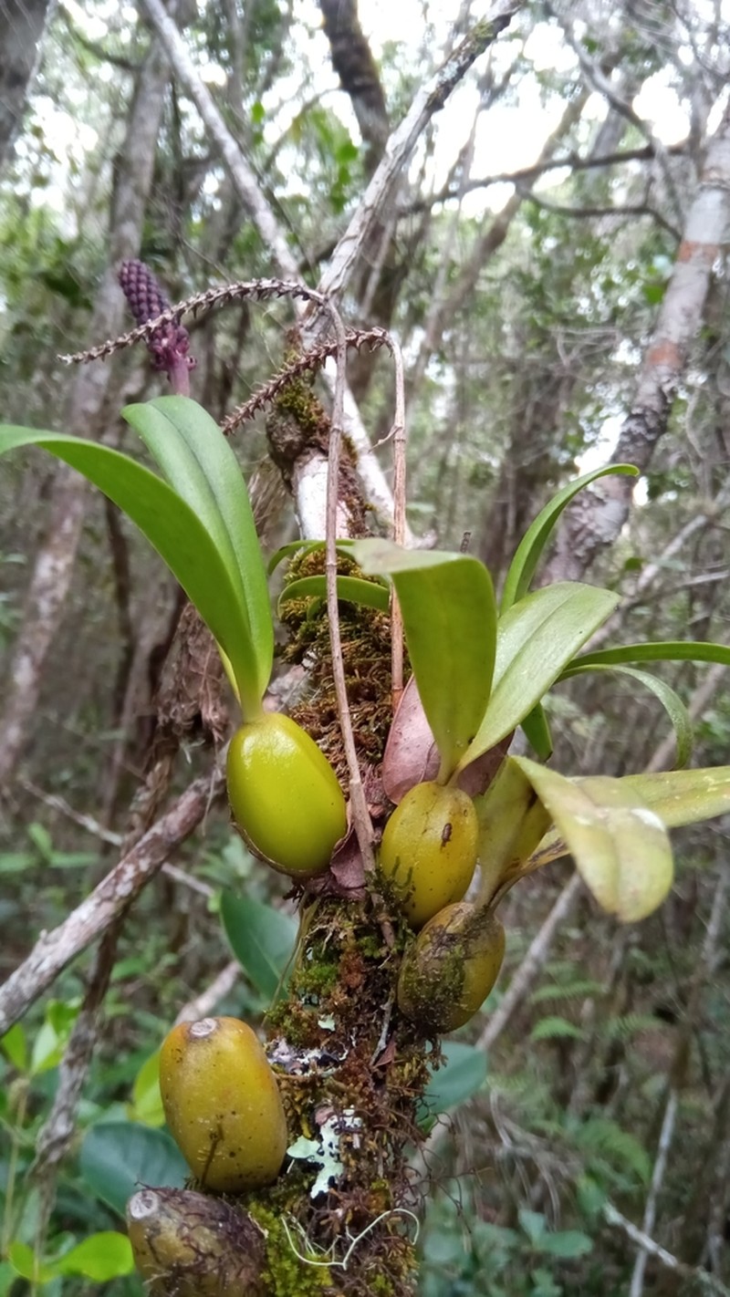 Bulbophyllum callosum photo 5