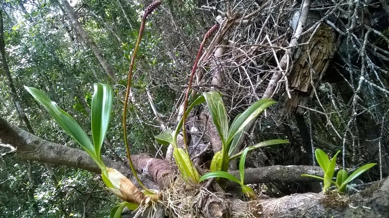 Bulbophyllum callosum photo 6