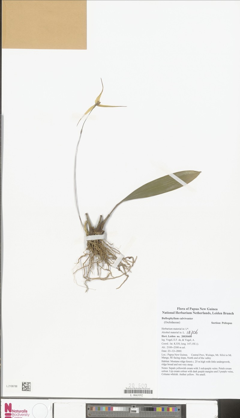 Bulbophyllum calviventer