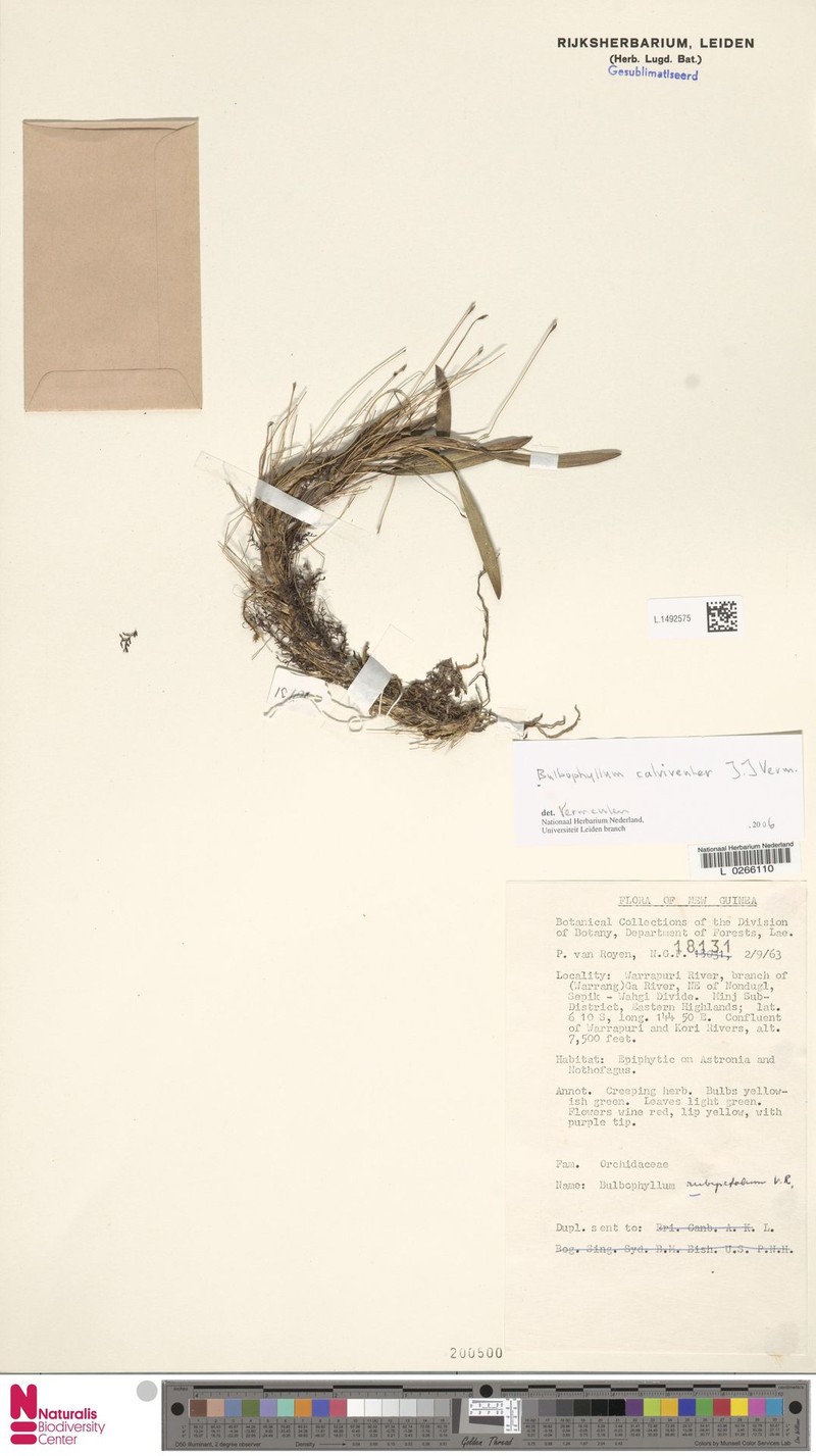 Bulbophyllum calviventer photo 2