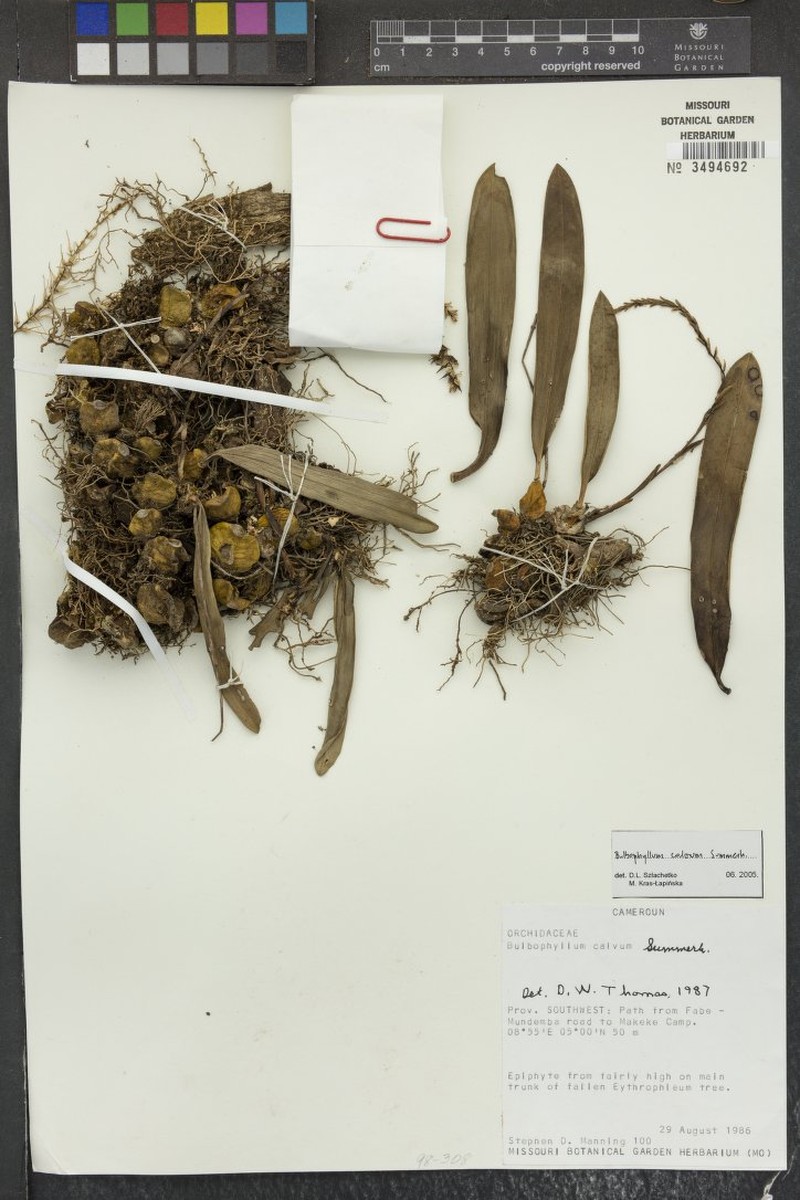 Bulbophyllum calvum