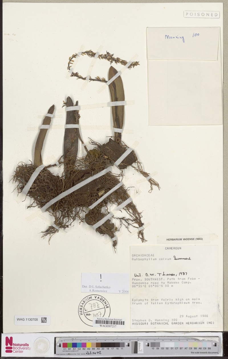 Bulbophyllum calvum photo 2