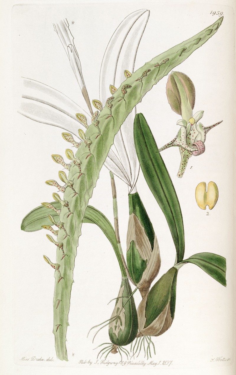 Bulbophyllum calyptratum