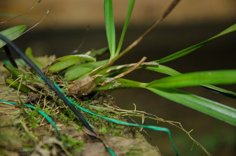 Bulbophyllum calyptratum photo 2