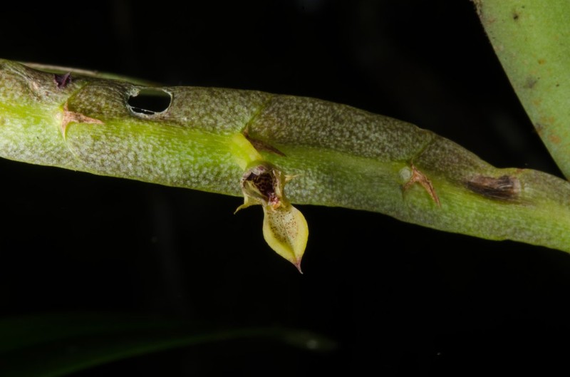 Bulbophyllum calyptratum photo 3