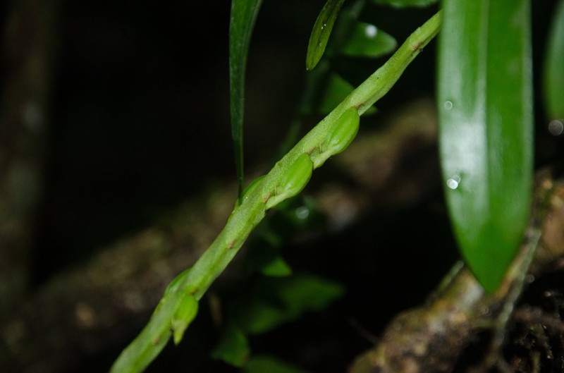 Bulbophyllum calyptratum photo 4
