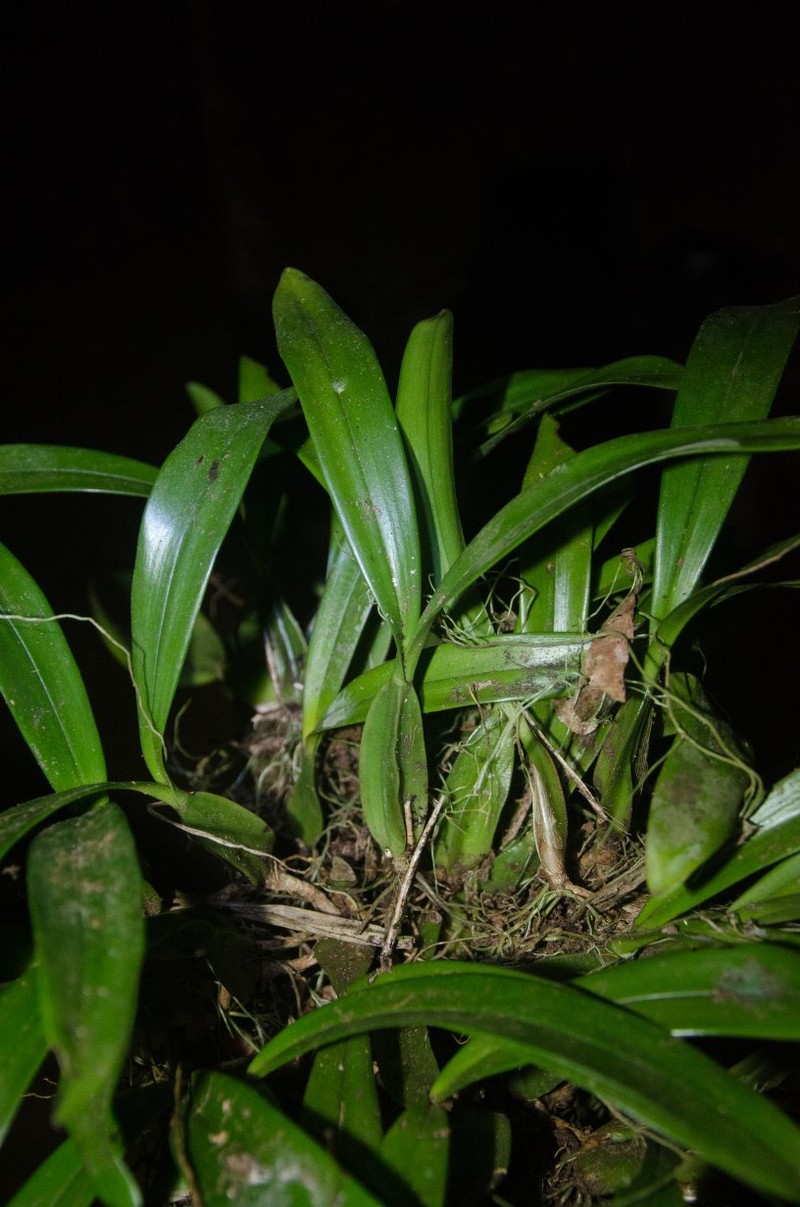 Bulbophyllum calyptratum photo 5