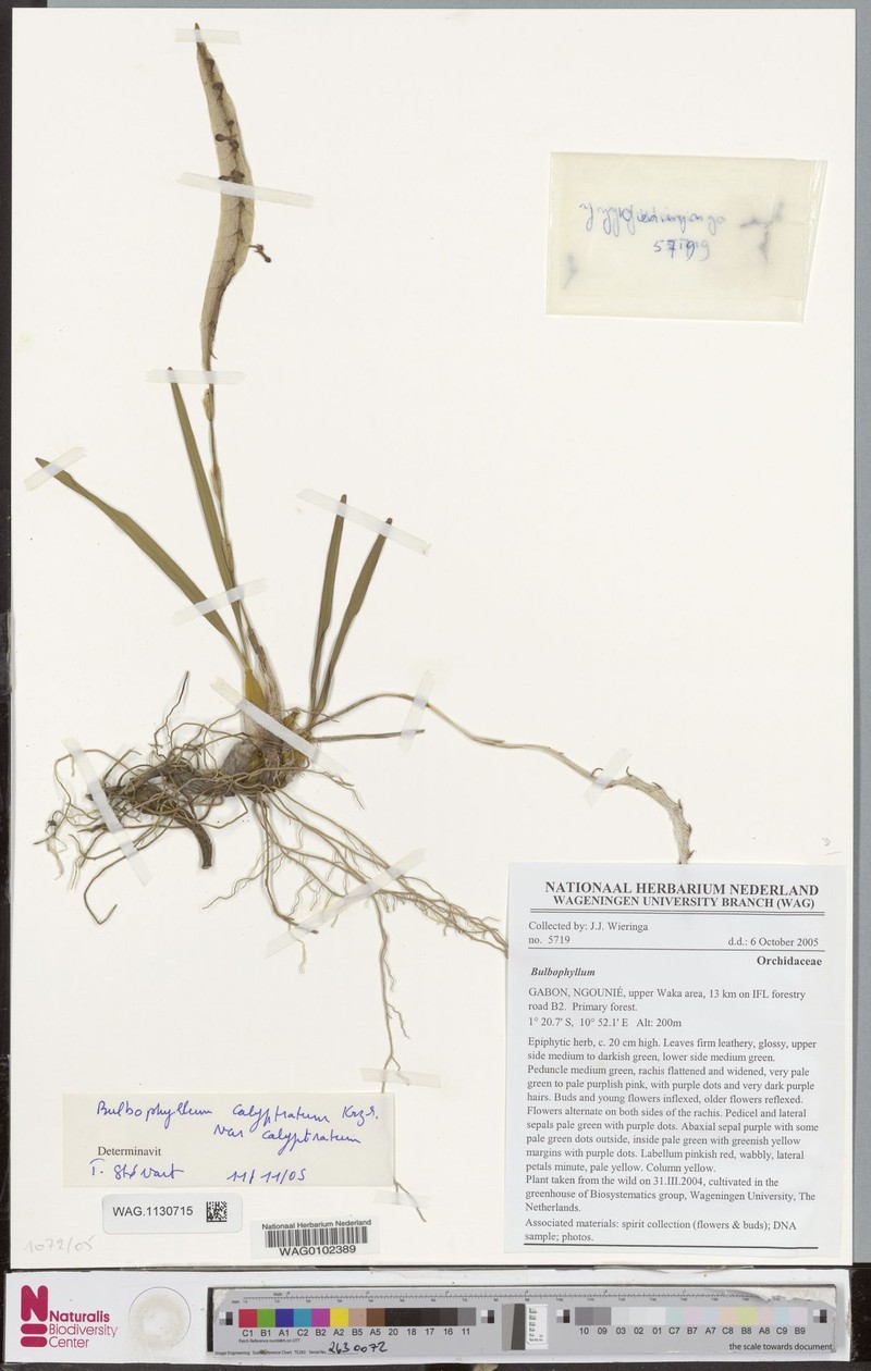 Bulbophyllum calyptratum var. calyptratum