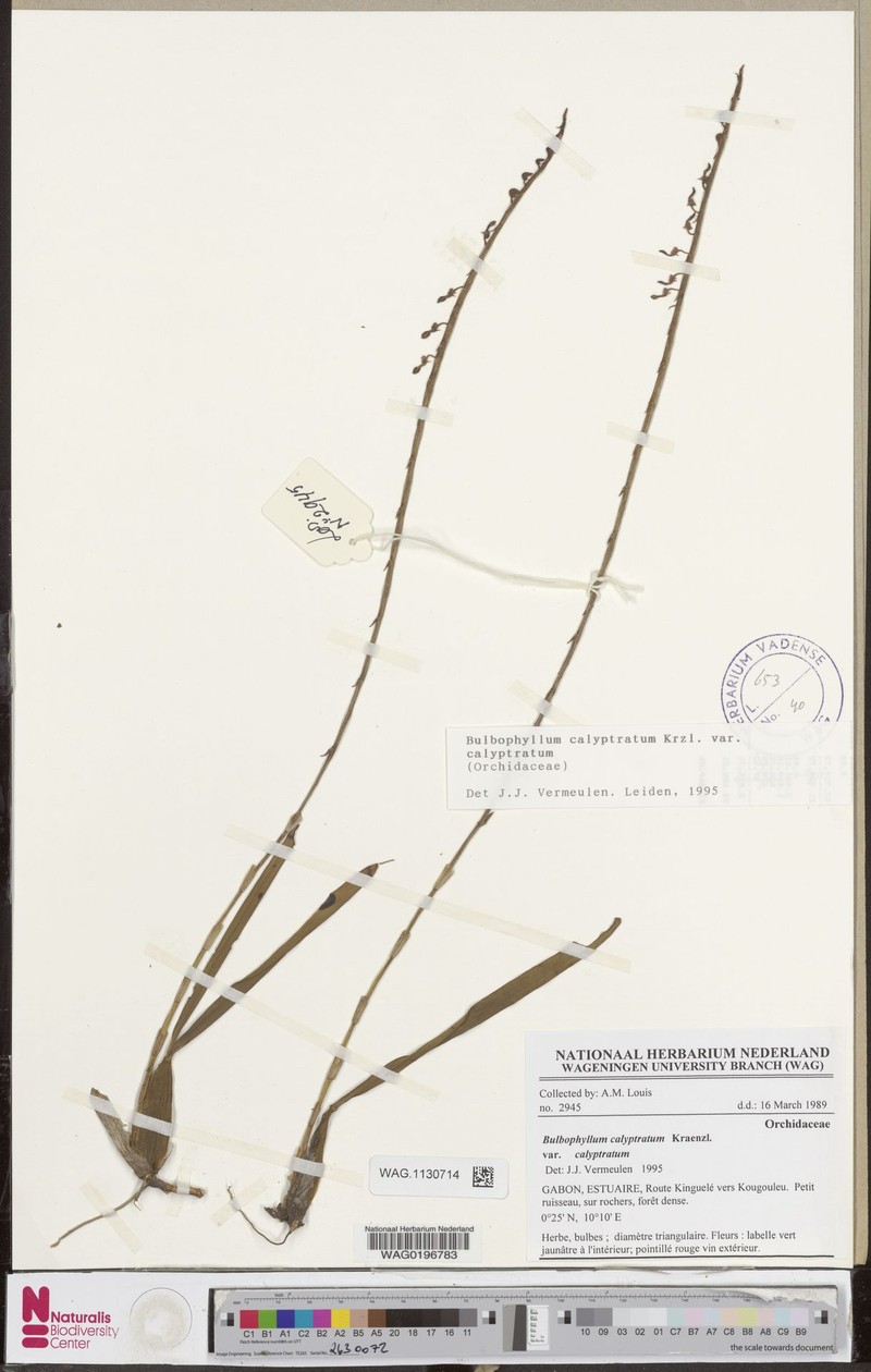 Bulbophyllum calyptratum var. calyptratum photo 2