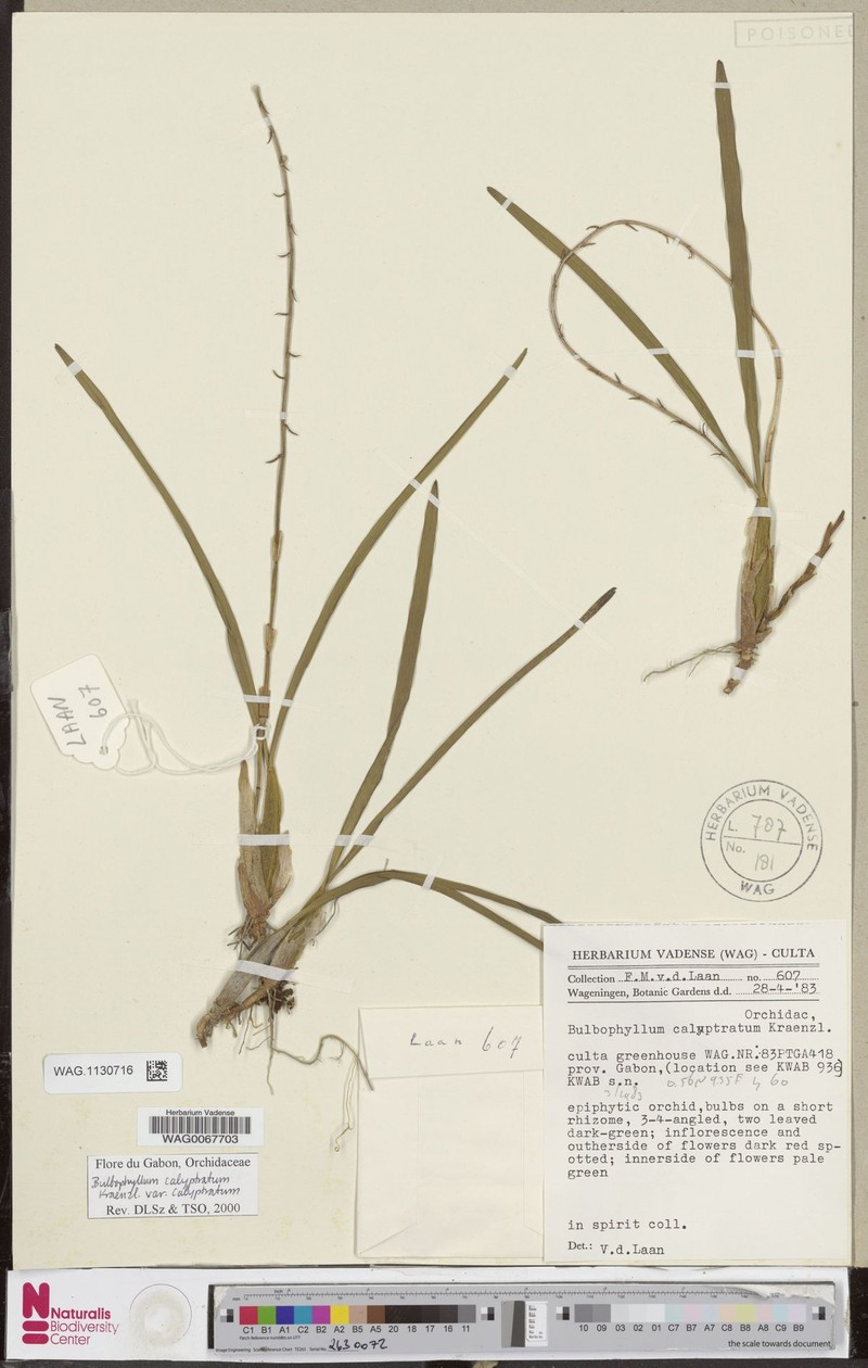 Bulbophyllum calyptratum var. calyptratum photo 3