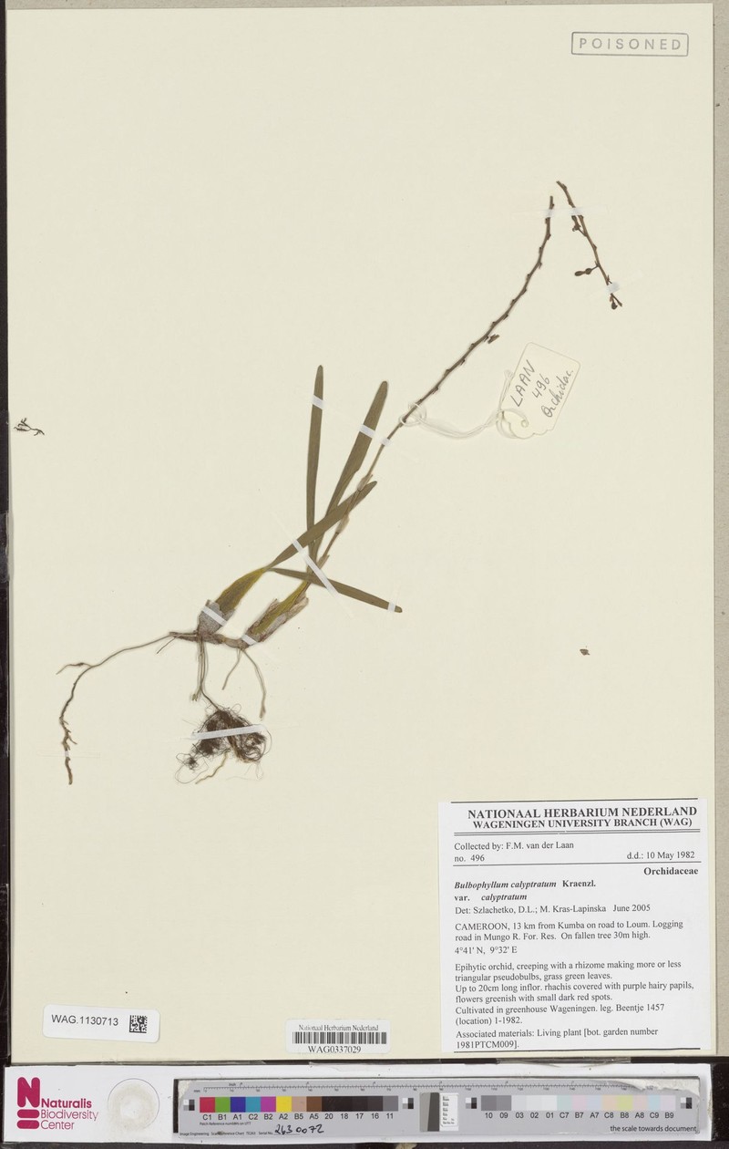 Bulbophyllum calyptratum var. calyptratum photo 4