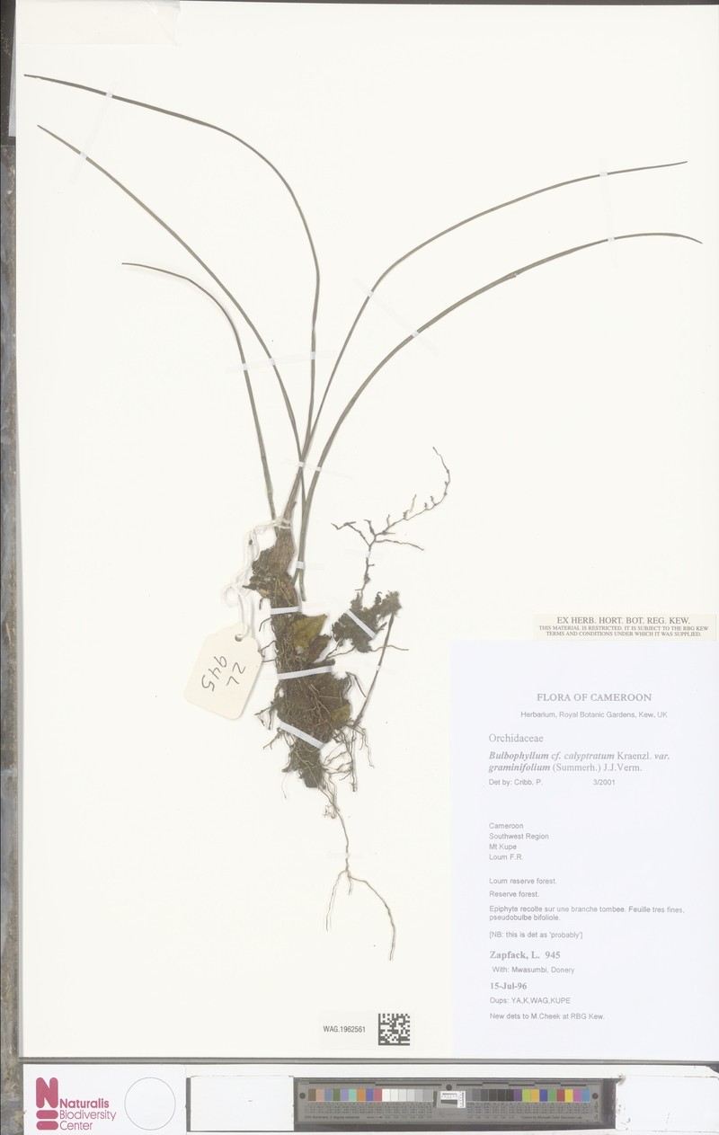Bulbophyllum calyptratum var. graminifolium