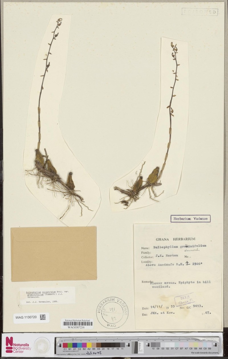 Bulbophyllum calyptratum var. graminifolium photo 2