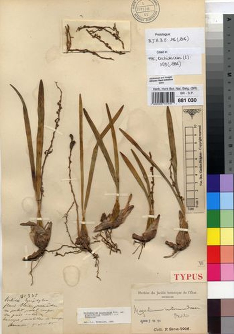 Bulbophyllum calyptratum var. graminifolium photo 3