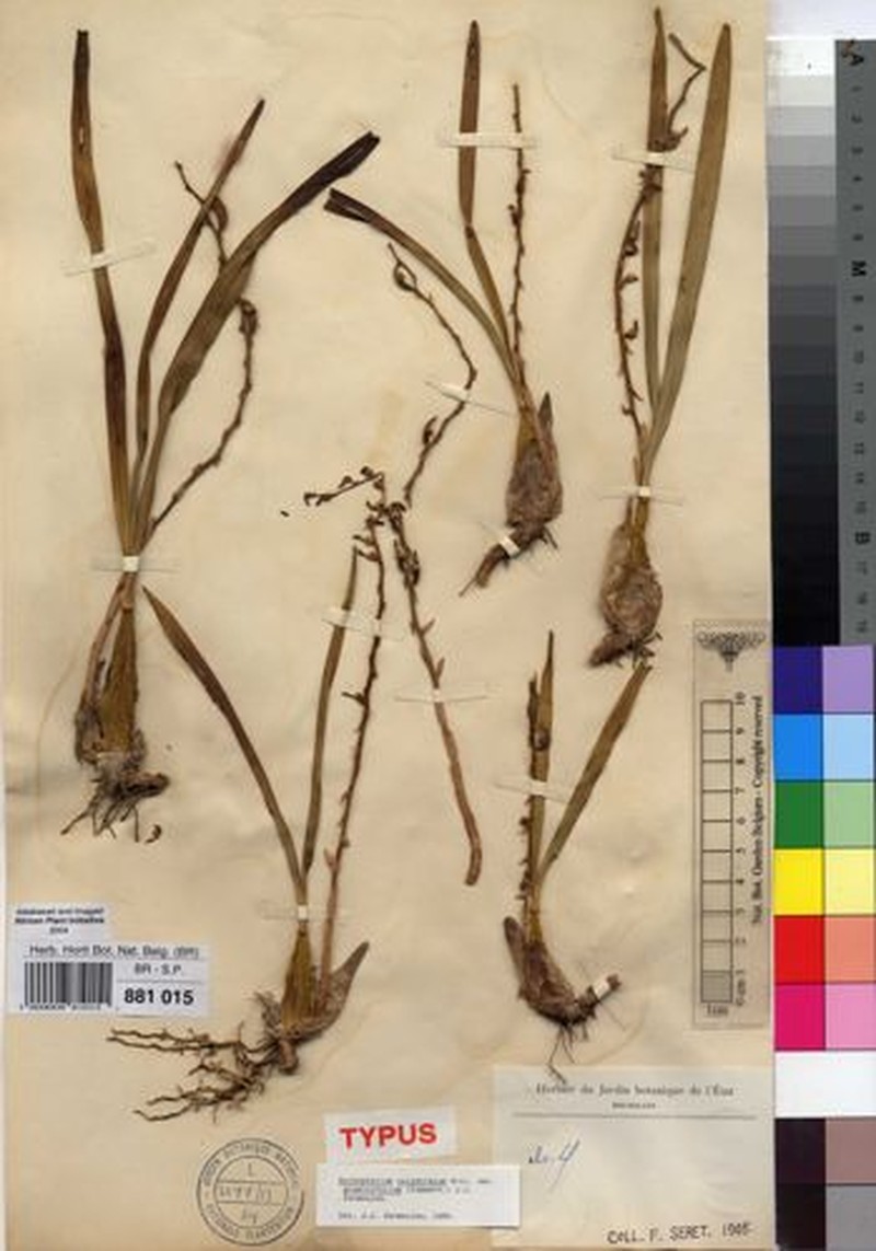 Bulbophyllum calyptratum var. graminifolium photo 4